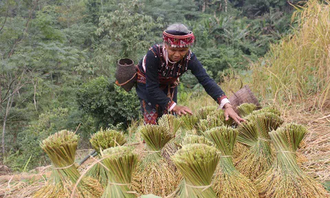 Người Xá Phó “rước hồn mẹ lúa”