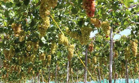 Trồng nho “ba màu” giúp nông dân Ninh Thuận tăng thu nhập