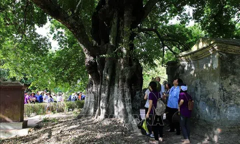 Bảo tồn cây di sản-Hình thức bảo tồn đa dạng sinh học hiệu quả