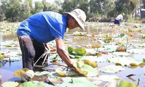 Trồng sen đem lại hiệu quả kinh tế cao ở vùng Đồng Tháp Mười