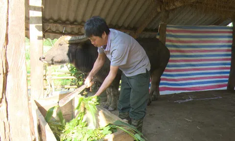 Tuyên Quang: Na Hang phòng chống đói, rét cho đàn gia súc