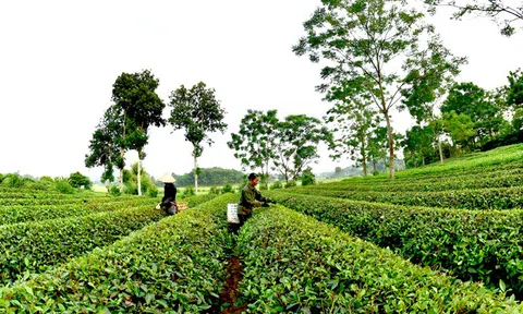 Độc đáo hương vị chè xứ Tuyên