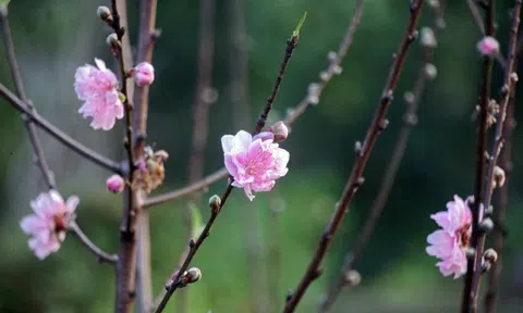 Nhớ nắng