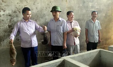 Quảng Trị: Nghề nuôi dúi giúp bà con huyện vùng cao Đakrông tăng thu nhập