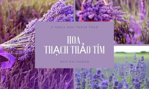 Khám phá các loài hoa màu tím đẹp nhất hiện nay