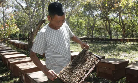 Theo những mùa hoa đi "đánh" mật