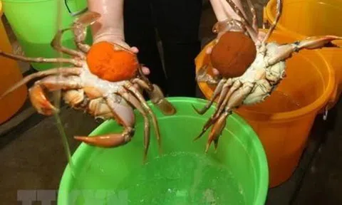 Nuôi cua biển cho lãi cao ở Trà Vinh