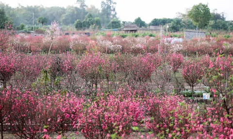 Đào Nhật Tân khoe sắc đón xuân
