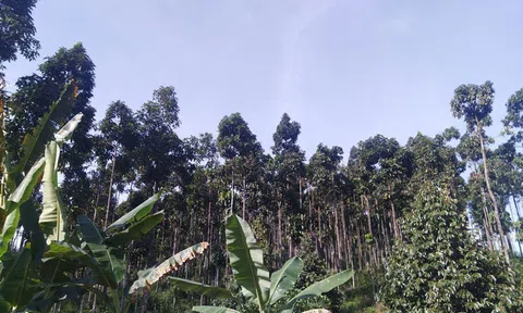 Ươi bay trên Nơm Trịa