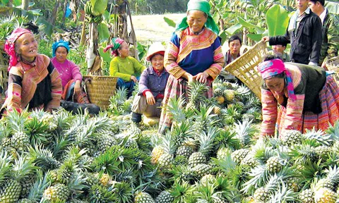 Lào Cai: Xuân này Cốc Phương