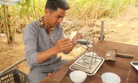 Đắk Lắk: Nuôi cấy thành công ngọc trai nước ngọt ở M'Đrắk