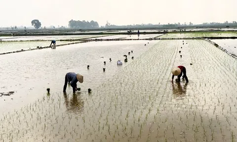 Một số địa phương đã đủ nước gieo cấy vụ Đông Xuân