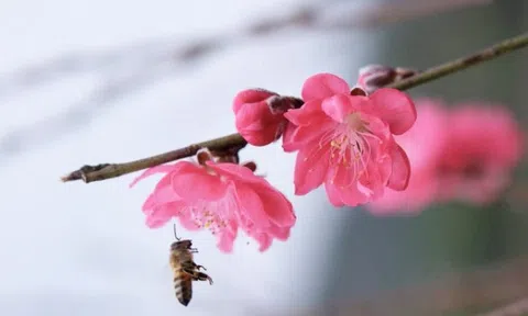 Lắng nghe mùa xuân về