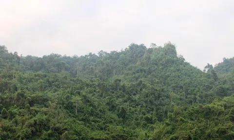 Hà Giang: Rừng Phong Quang không còn "nóng" tình trạng khai thác lâm sản trái phép