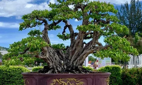 Mãn nhãn với tác phẩm Khê gân Cửu Phẩm Liên Hoa