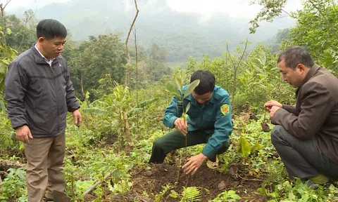 Hà Giang: Bắc Mê - Điểm sáng trồng rừng