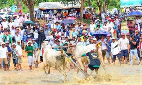 An Giang: Nâng Hội đua bò Bảy Núi lên tầm quốc tế