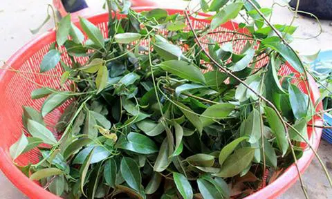 Tuyên Quang: Dân dã món canh chua từ rau rừng