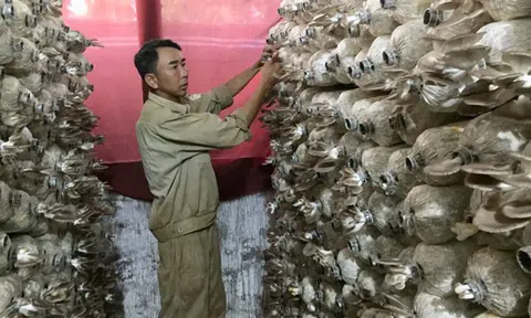 Đắk Lắk: Thu nhập khá nhờ trồng nấm hữu cơ