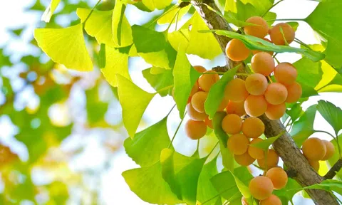 Bạch quả trị “não cá vàng”