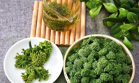 Nụ hoa tam thất thuốc tiên cho giấc ngủ