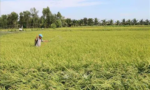 Quảng Trị: Nhân rộng mô hình sản xuất lúa thích ứng với biến đổi khí hậu