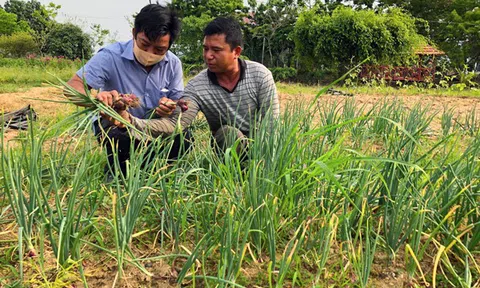 Gia Lai: Trồng hành tím lợi nhuận cao