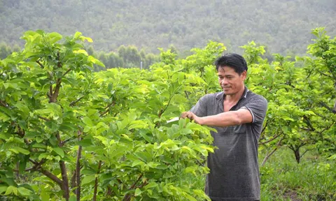 Biến đất cằn thành vườn quả ngọt
