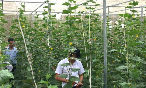 Bình Định làm nông nghiệp 4.0