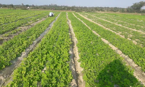Lạc mô hình nhân rộng CSA cho năng suất cao