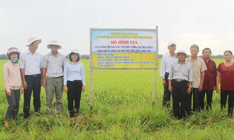 Đột phá trong thâm canh cây lúa