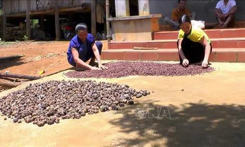 Quảng Ngãi: Hiệu quả kinh tế cao từ mô hình trồng cây sachi