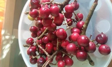 Mác Khuối - Món quà tháng Tư của rừng
