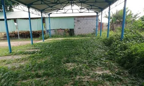 Trở lại trường sau thời gian nghỉ dịch: Bàn ghế đầy bụi, nhà để xe “xanh cỏ“
