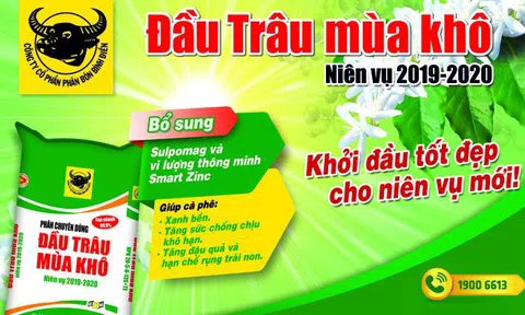 Chăm sóc vườn cà phê mùa khô