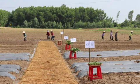 Sản xuất rau, củ, quả theo công nghệ Nhật Bản