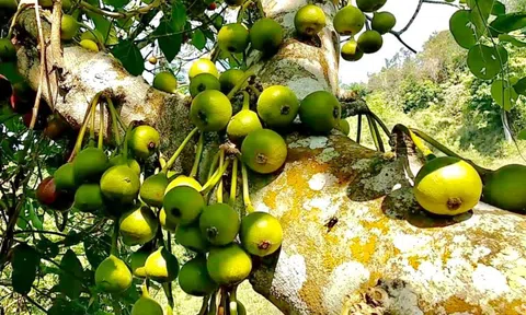 Ngọt mát quả vả rừng