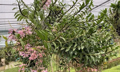 Mỗi ngày một loại Phong lan: Hoàng Thảo Xoắn, Dendrobium tortile Lindl