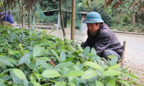 Cao Bằng: Làm giàu từ mô hình kinh tế vườn, rừng