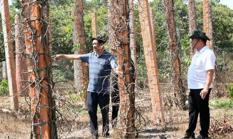 Liêu xiêu vì tiêu