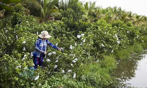 Kiên Giang: Chuyển đất lúa kém hiệu quả sang trồng ổi cho thu nhập cao