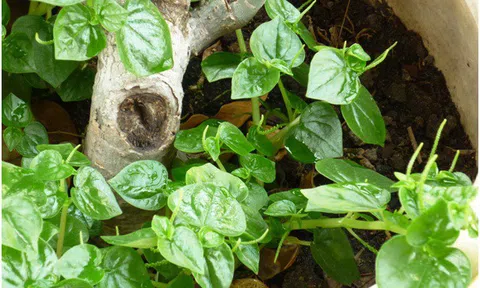 Rau càng cua - rau dại nhưng là dược liệu quý vô cùng bổ dưỡng