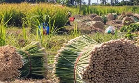 Yên Bái: Trồng sả lấy tinh dầu cho hiệu quả cao ở Trạm Tấu