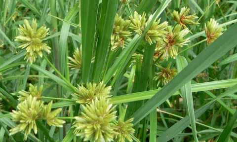 Cỏ cú thua gì thuốc bổ