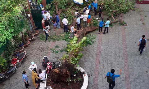 Cây đổ đè học sinh tử vong: Cảnh giác nhưng không phản ứng thái quá