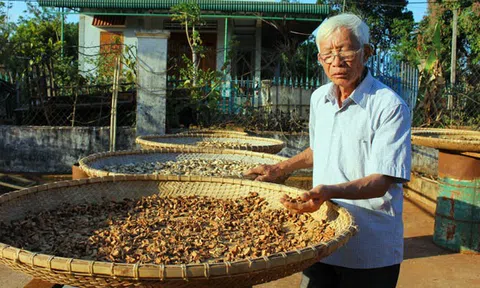 Gần 70 tuổi vẫn đi tìm dược liệu quý