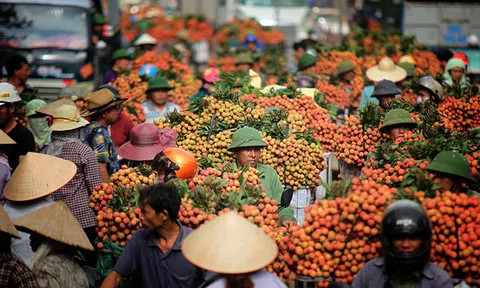 Bắc Giang: Tình hình sản xuất và phương án tiêu thụ vải thiều năm 2020 của huyện Lục Ngạn