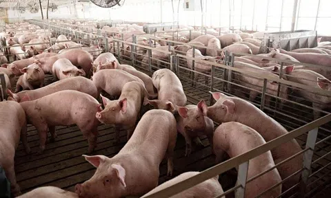 Giá lợn hơi hôm nay 2/1: Dao động từ 73.000 - 80.000 đồng/kg