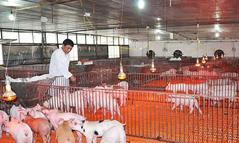 Hà Nội: Nông dân chủ động ứng phó với rét đậm, rét hại