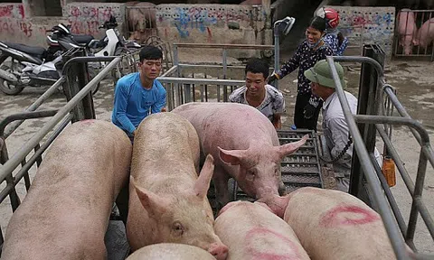 Giá lợn hơi hôm nay 5/1: Có nơi tăng 1.000 - 2.000 đồng/kg